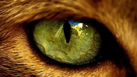 Animal Eyes Abstract Wallpapers - Top Free Animal Eyes Abstract ...