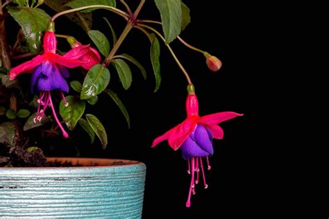 How to Grow Fuchsia as an Indoor Houseplant | Gardener’s Path