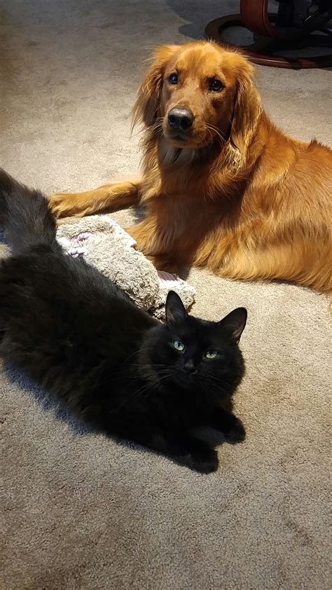 Black Cat Laying Next to Golden Retriever and They Are Both Looking at the Camera with ...