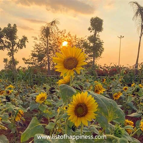 Taman Bunga Matahari di Arumdalu Farm – List of Happiness