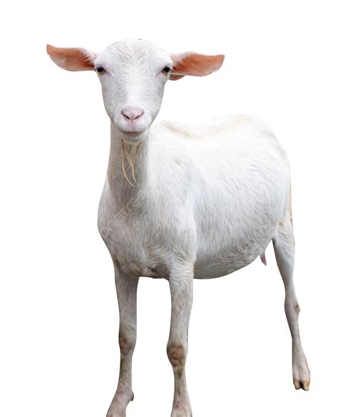 Sheep Goat Animal, Sheep, Goat, Animal PNG Transparent Image and ...