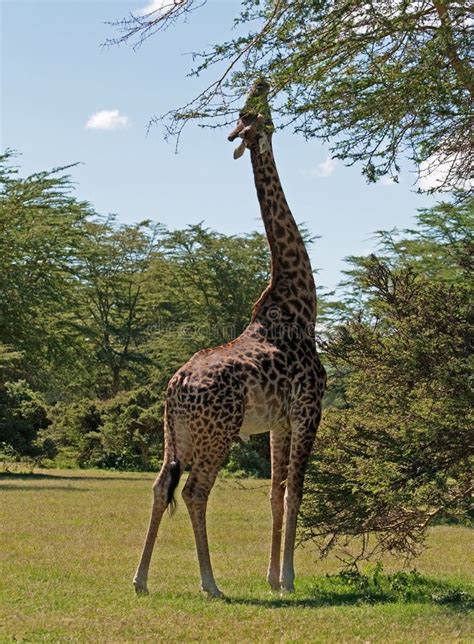 Giraffe feeding stock image. Image of chew, determined - 20256689