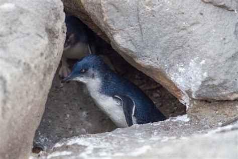 Little Blue Penguin Facts - CRITTERFACTS