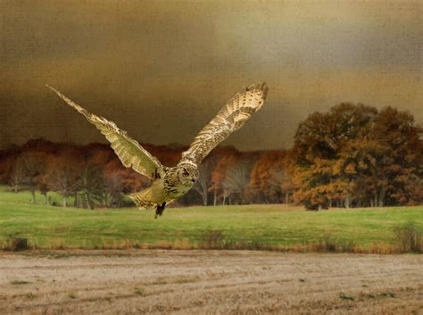 Eagle Owl Hunting by Moonlight Photograph by Robert Murray - Fine Art America