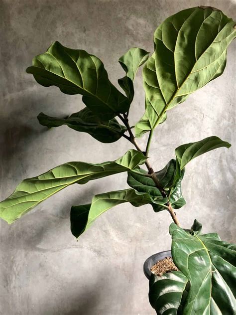 How To Care For Fiddle Leaf Fig – The Green Experiment Company