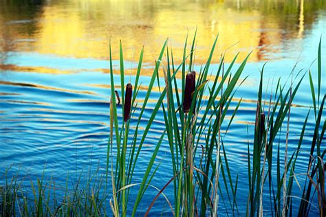 Pond Reeds Stock Photos, Pictures & Royalty-Free Images - iStock