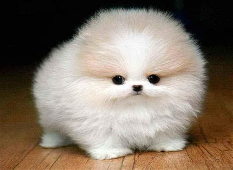 Pomerian puppy looking for a cuddle : r/aww