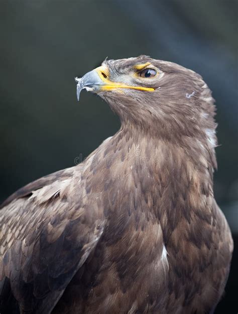 Steppe Eagle stock image. Image of bird, head, nature - 43566423