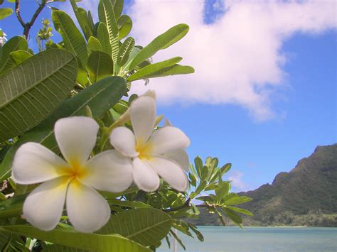 Le isole Hawaii