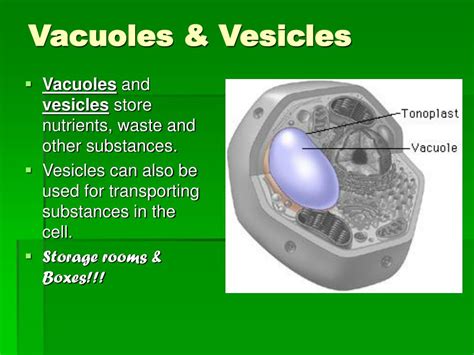 PPT - Plant & Animal Cells PowerPoint Presentation, free download - ID ...