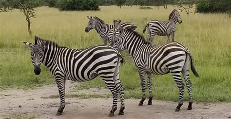 Zebras, Lions and Leopards | Trevor Tour Safaris Africa