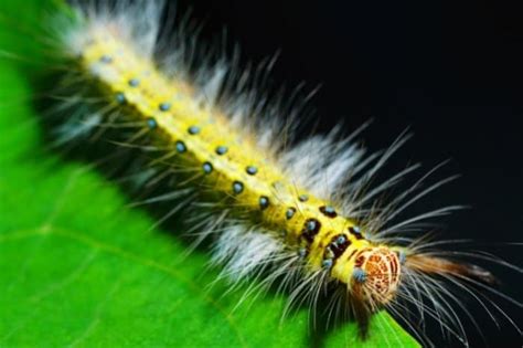 White Woolly Bear Caterpillars (Fuzzy Facts) - Gardening Dream