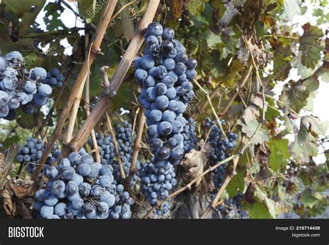 Malbec Grape Image & Photo (Free Trial) | Bigstock