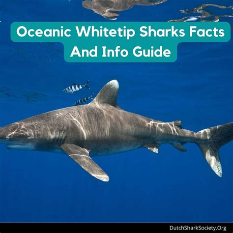 Oceanic Whitetip Sharks Facts And Info Guide - Dutch Shark Society