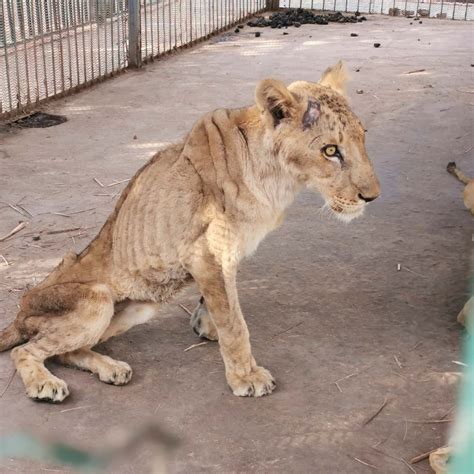 Starving Lions in Sudan Zoo | Wild Welfare