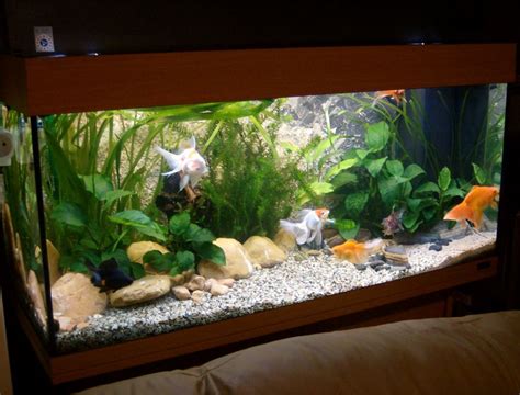 S.C.V. Aquascaping Ideas: Creating a Fancy Goldfish Setup - Juwel Rio 180