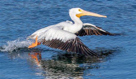 American White Pelican | San Diego Bird Spot