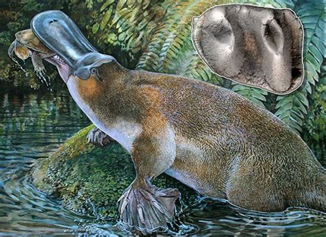 ScienceShot: Meet the Giant Platypus | Science | AAAS