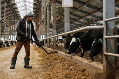 Premium Photo | Farmer feeding cows with hay