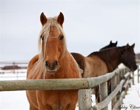 Winter Horse Photography by Ashley Cline - Equestrian Stylist