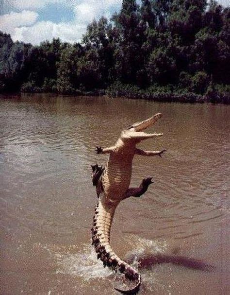 Crocodile jumping out of water | Smiling animals, Happy animals, Cute animals