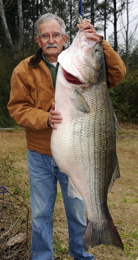 International Fishing News: USA: 70 pound striped bass from Alabama