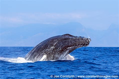 Humpback Whale Breach 223 Photo, Picture, Print | Cornforth Images