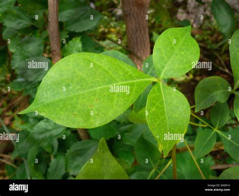 Aegle marmelos hi-res stock photography and images - Alamy