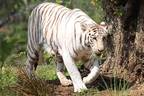 The White Tiger | Madras Courier