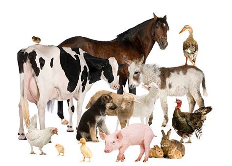 Best Farm Animals Stock Photos, Pictures & Royalty-Free Images - iStock