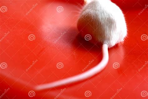 Mouse Tail stock photo. Image of close, rodent, white - 8713334