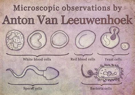 Microscopic observations by Anton Van Leeuwenhoek by Taszyn Bailey, via ...