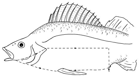 Yellow Perch Anatomy