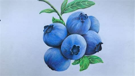 Blueberry drawing in color pencil | fruit drawing | blueberry drawing st... | Fruits drawing ...