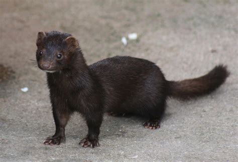 American Mink – Wildlife Illinois