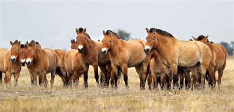 Przewalski’s Horse Facts | CRITTERFACTS