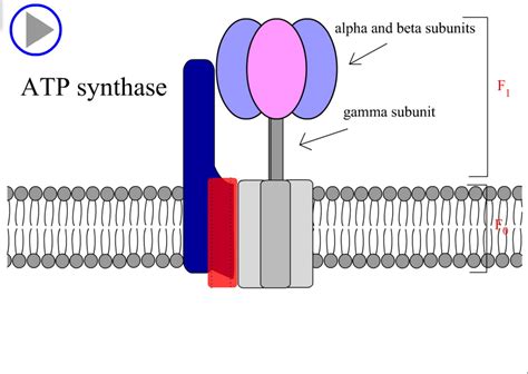 ATP synthase.swf / sintesis ATP.swf