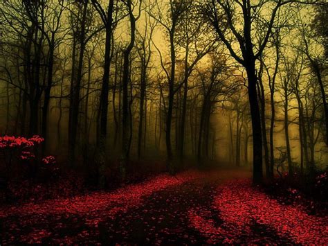 Dark gothic forest | Forest wallpaper, Landscape, Scenery