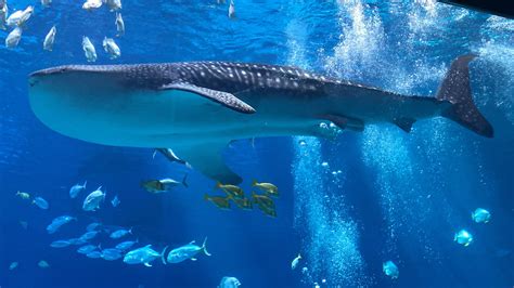 beautiful whale shark in the georgia aquarium! : r/WhaleShark