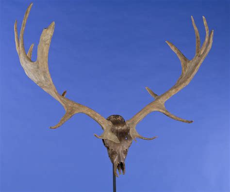 Bonhams : Giant Irish Elk Skull and Antlers