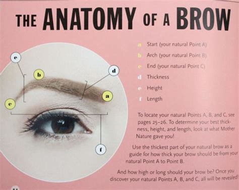 Anatomy of a Brow | Perfect brows, Eyebrow game, Brows