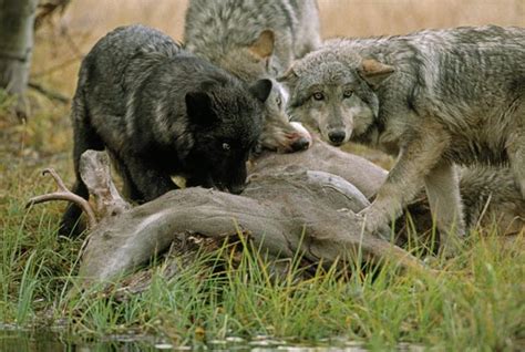 How Wolves Hunt | Living with Wolves