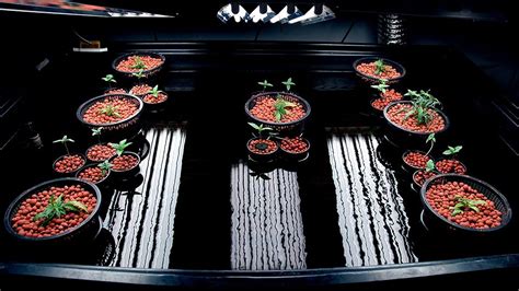 What You Need To Know About Hydroponics Temperature And Humidity | Hydroponics, Temperature and ...