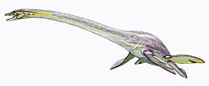 Elasmosaurus Facts for Kids