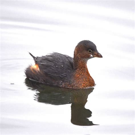 Pied billed Grebe | Winter plumage | Peter Granka | Flickr