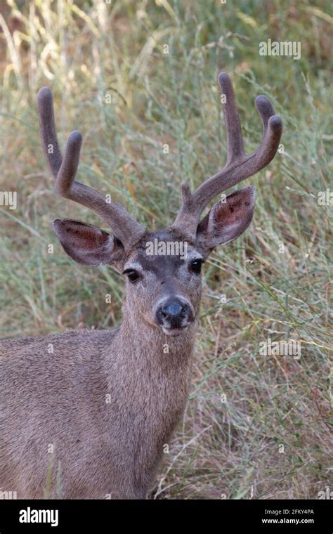 Black-tailed Deer Buck with velvet-stage antlers, Odocoileus hemionus ...