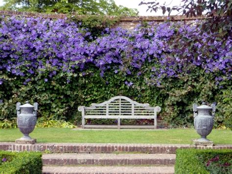 Clematis in the garden - planting, maintenance and hibernation Clematis ...