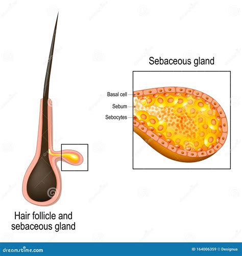 Hair Follicle. Cross Section of Sebaceous Gland Stock Vector - Illustration of health, epidermis ...