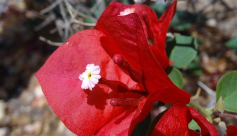 Bougainvillea bracts and flowers | Bougainvilleas are tiny f… | Flickr