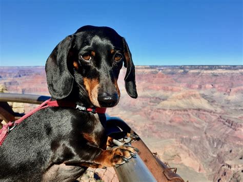 Dog-Friendly Grand Canyon: Visiting the Grand Canyon with a Dog ...